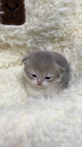 ���� ������� � �����. ������ �� � ����� ������� ������