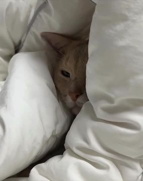 ������� ���������. ����������� �������� � ������� �����