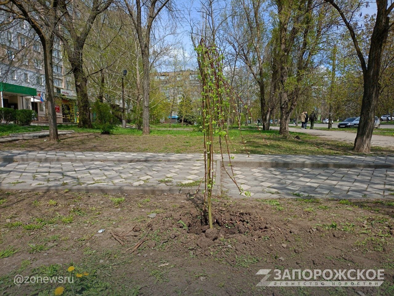 В Мелитополе посадили вербу, выращенную космонавтом Андреем Борисенко В Мелитополе посадили вербу, выращенную космонавтом Андреем Борисенко