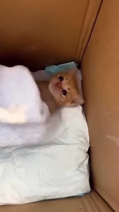 ����� ����. ����� ��������� �����������