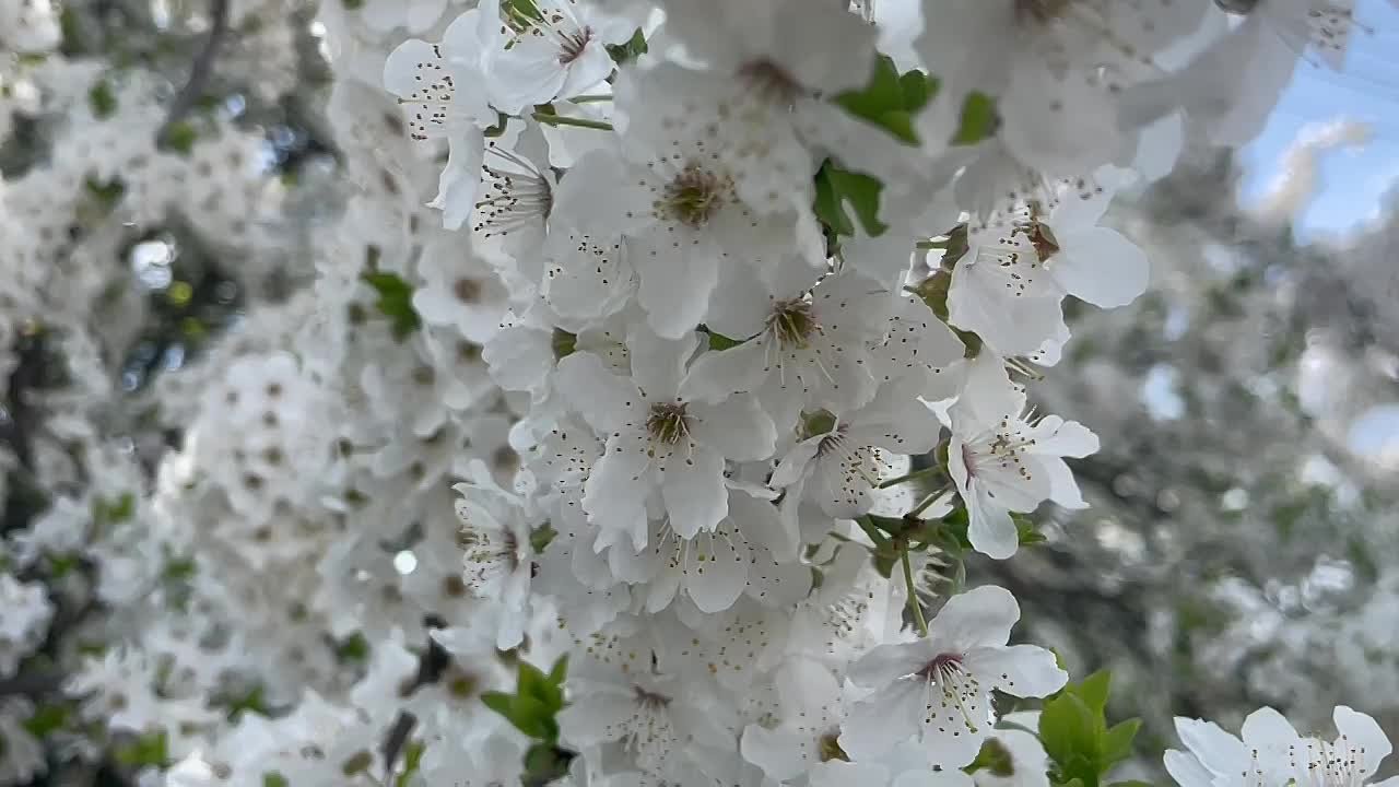 На просторах Запорожской области буйным цветом расцвела слива, превращая сады в ароматные облака