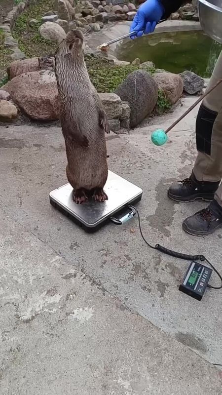 ��� ��������� ����� ����������?