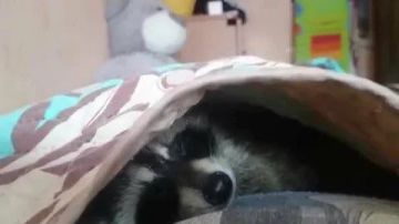 Доброй ночи, дорогие подписчики! Доброй ночи, Запорожье!