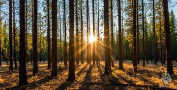 ���������� �������������� � ������� ���������������