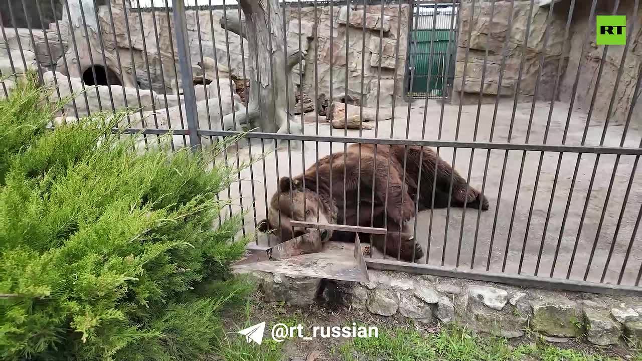 Зоопарк в Васильевке Запорожской области находится почти у передовой