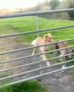 ����� � ��������� �������. ����� �������� ����� ������� ����