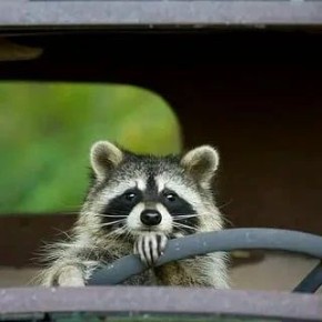 Доброе утро, друзья! Хорошего вам дня и отличного настроения!