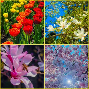 Фотофакт. Запорожский Ботанический сад