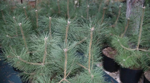 ����������� ������� �������� �� ���������� 60 ����� ������� �������� �����