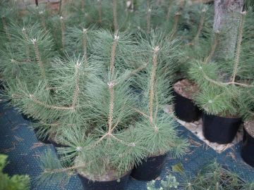 � ����������� ������� ��������� 60 ����� ������� ����� ��� ����������