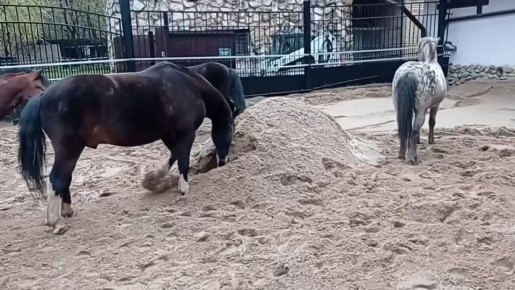 ��� �������� ���� ����������, ��� � ������������ ���� ��������, ��� �������� ������