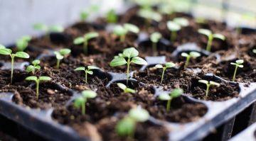 �������� �����: ������� ������� �������, ��� �������� ���� ������� ��� ������� �������