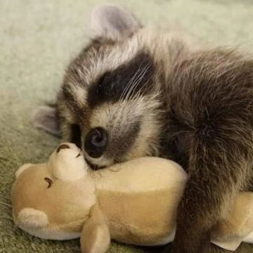 ������ ����, ������� ����������! ������ ����, ���������!