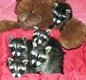 ������ ����, ������� ����������! ������ ����, ���������!