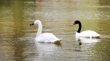 ���� �������� � ���� ��������������� �����