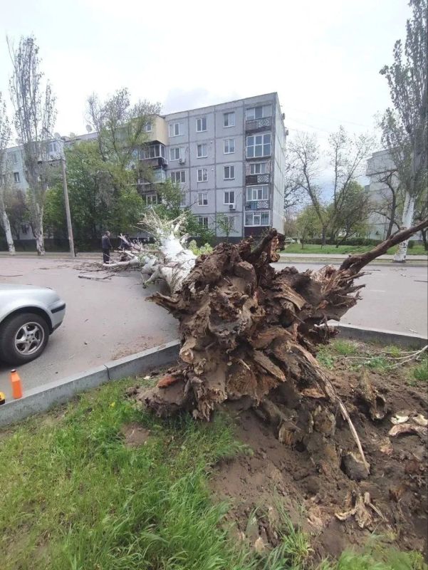 Тополь упал на проезжую часть в Энергодаре Тополь упал на проезжую часть в Энергодаре