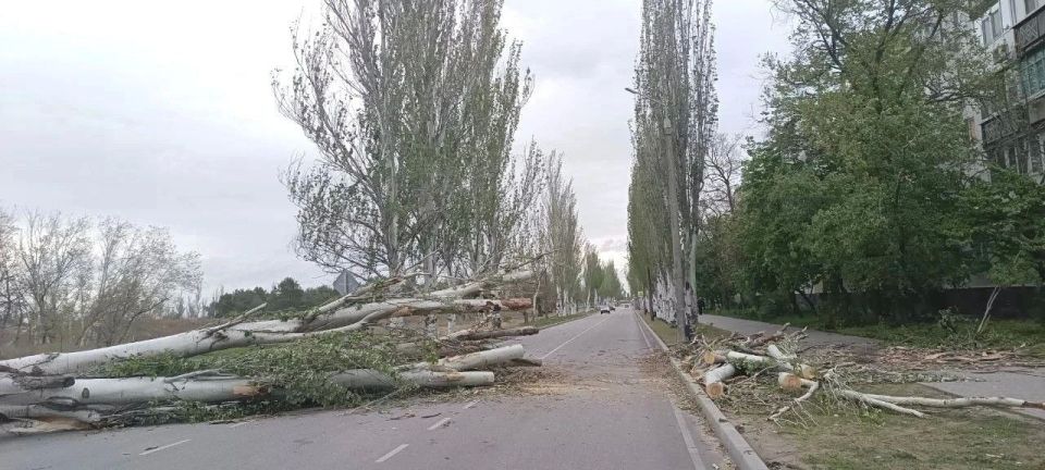 Тополь упал на проезжую часть в Энергодаре Тополь упал на проезжую часть в Энергодаре