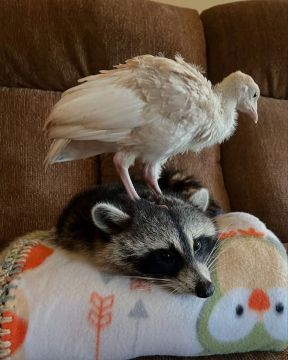 ������ ����, ������� ����������! ������ ����, ���������!