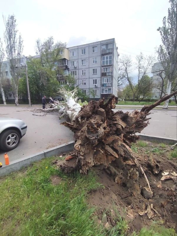 Вчера по городу пронеслась настоящая буря — ветер повалил дерево на улице Комсомольской Вчера по городу пронеслась настоящая буря — ветер повалил дерево на улице Комсомольской