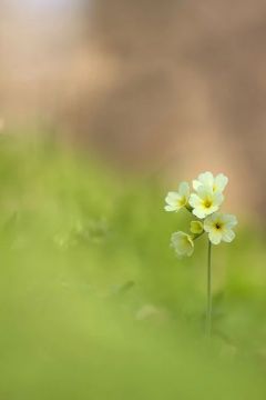 ������ ����. � �� �����, ��� �������