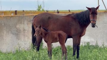 ���� ������. ������ ������, �������� ����� ����� ��� �� ������ ����� � ��������, ������ ��������