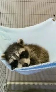 ������ ����, ������� ����������! ������ ����, ���������!