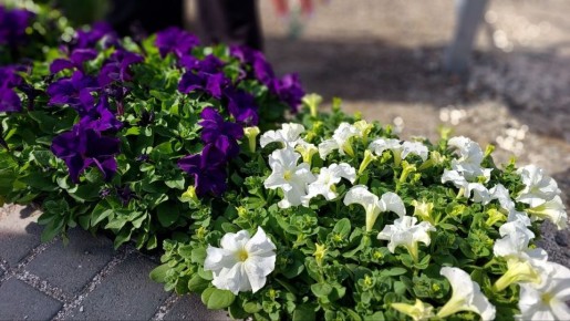 � ������������ �������� ��������� ������� ������ �� ����������