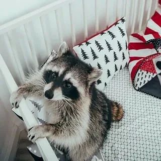 ������ ����, ������� ����������! ������ ����, ���������!