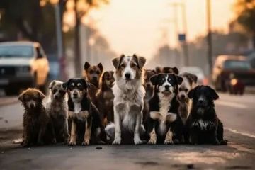 ������������� ��� ������� � ���������� ��������