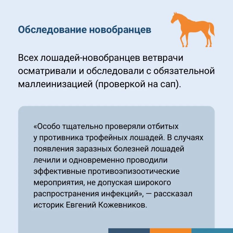 Сохраняя жизни: как ветеринарная служба помогла приблизить Победу Сохраняя жизни: как ветеринарная служба помогла приблизить Победу