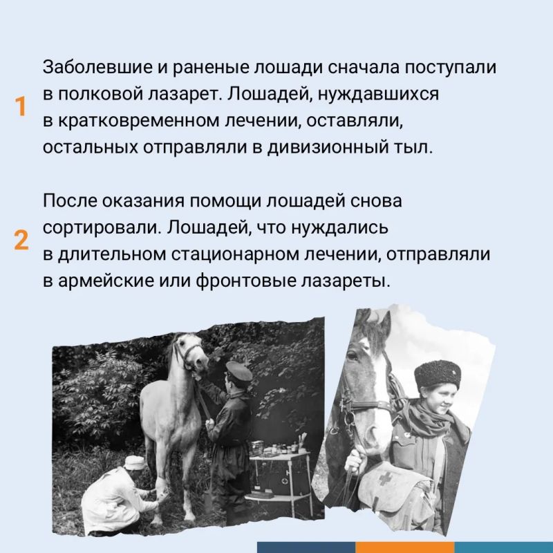 Сохраняя жизни: как ветеринарная служба помогла приблизить Победу Сохраняя жизни: как ветеринарная служба помогла приблизить Победу