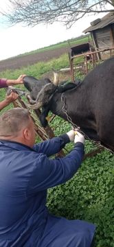 В Черниговском муниципальном округе Запорожской области продолжаются плановые ветеринарные мероприятия