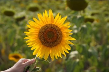 � ����������� ������� ������� 335 ��� �������� �������������