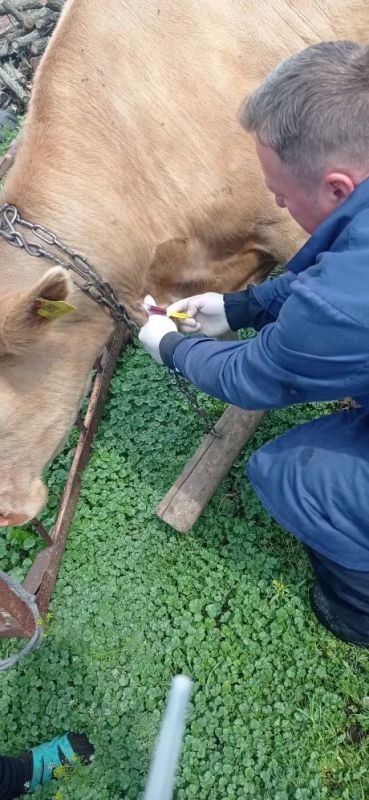 В Черниговском муниципальном округе Запорожской области продолжаются плановые ветеринарные мероприятия В Черниговском муниципальном округе Запорожской области продолжаются плановые ветеринарные мероприятия
