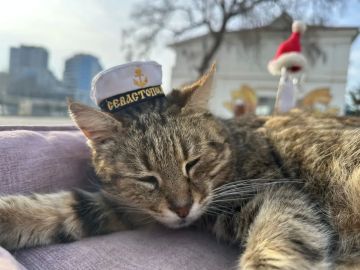 Доброе утро от севастопольского котика!