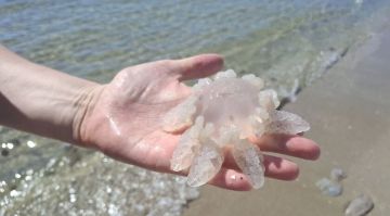 Ученые выделили коллаген из медуз Азовского моря