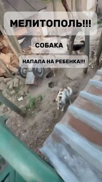 Следком начал проверку после того, как в сеть выложили видео о нападении собаки на ребенка в Мелитополе
