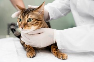 В США зафиксирован первый случай передачи высокопатогенного гриппа птиц H5N1 от кошки к человеку