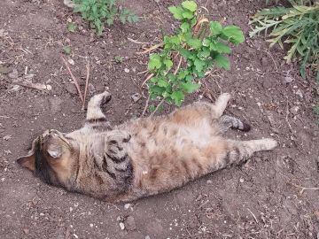 Доброе утро!. Пусть этот четверг принесет вам легкость и отличное настроение