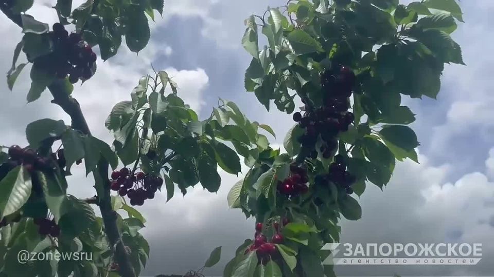 В Запорожской области поспела ранняя черешня