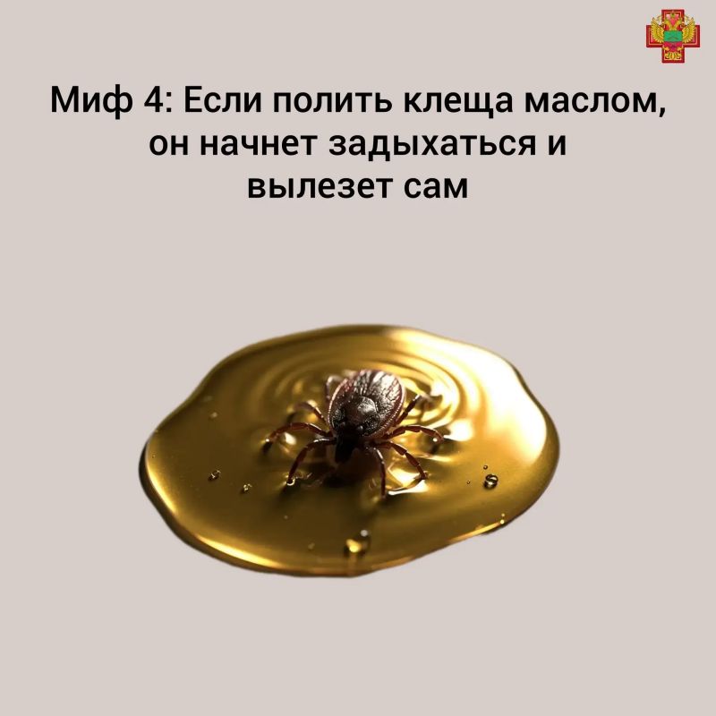 Клещи не спят: как защитить себя и детей Клещи не спят: как защитить себя и детей