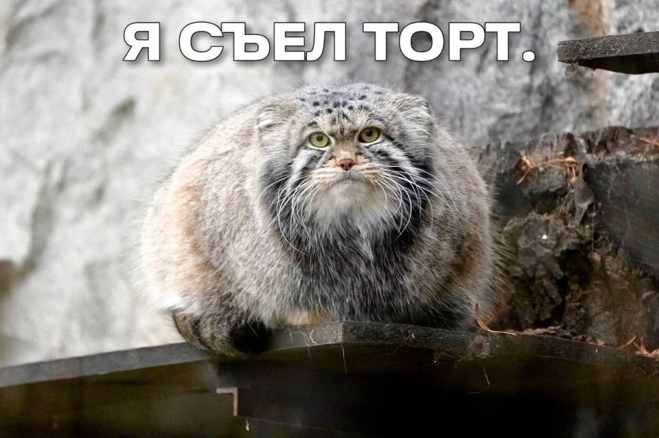 У манула Тимофея из Московского зоопарка День Рождения