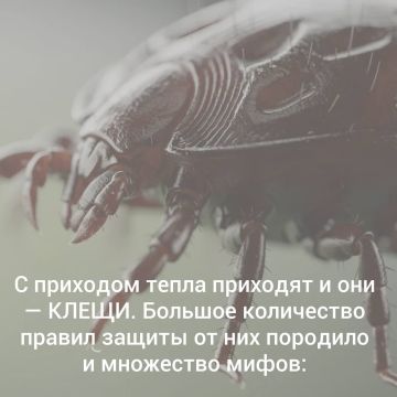 Клещи не спят: как защитить себя и детей