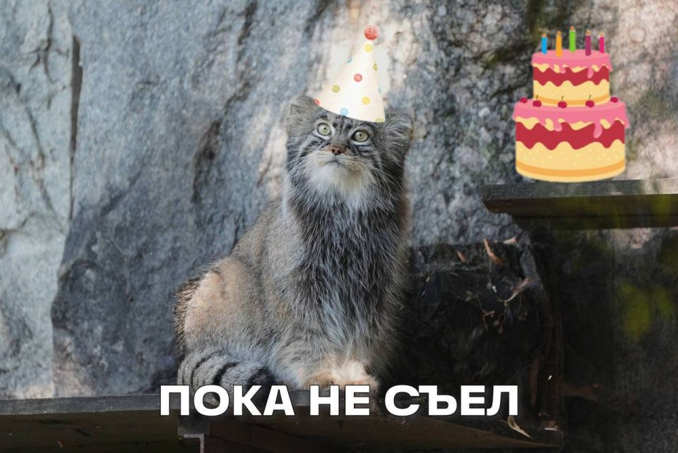 У манула Тимофея из Московского зоопарка День Рождения У манула Тимофея из Московского зоопарка День Рождения