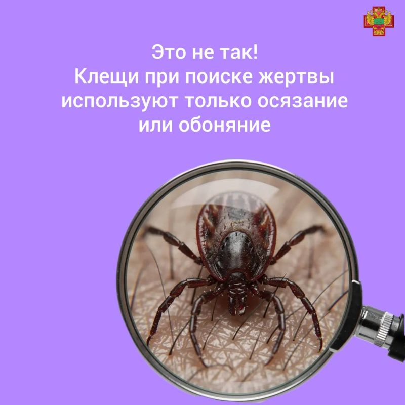 Клещи не спят: как защитить себя и детей Клещи не спят: как защитить себя и детей