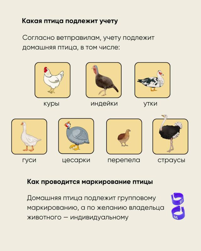 Как зарегистрировать сельхозживотных и птицу в системе «Хорриот»: инструкция для фермеров и ЛПХ Как зарегистрировать сельхозживотных и птицу в системе «Хорриот»: инструкция для фермеров и ЛПХ