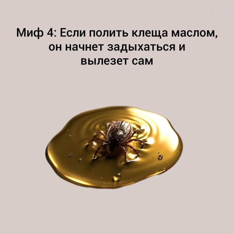 Клещи не спят: как защитить себя и детей Клещи не спят: как защитить себя и детей