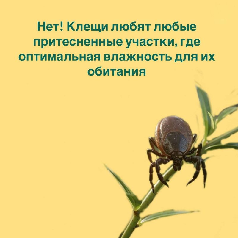 Клещи не спят: как защитить себя и детей Клещи не спят: как защитить себя и детей
