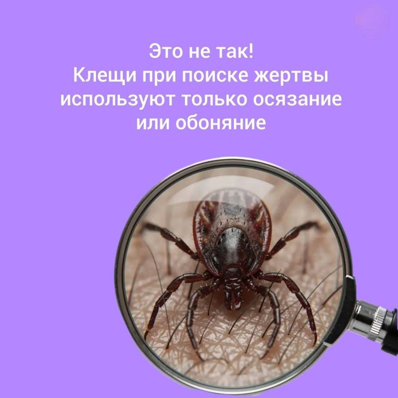 Клещи не спят: как защитить себя и детей Клещи не спят: как защитить себя и детей