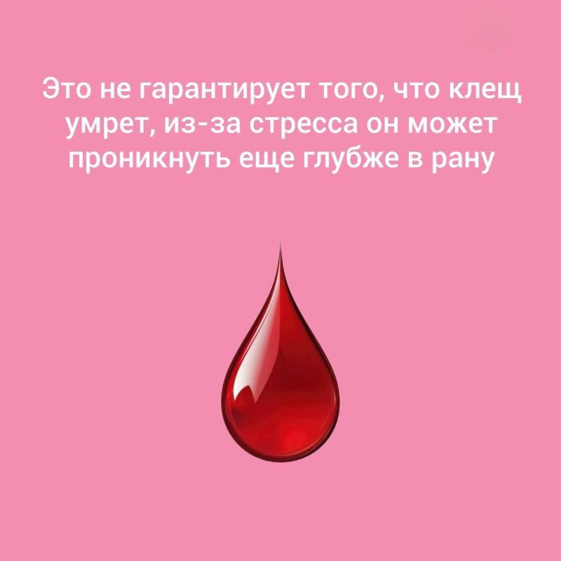 Клещи не спят: как защитить себя и детей Клещи не спят: как защитить себя и детей